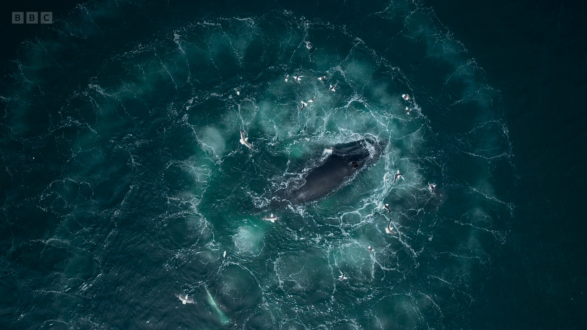 Humpback whale (Megaptera novaeangliae) as shown in Seven Worlds, One Planet - Antarctica